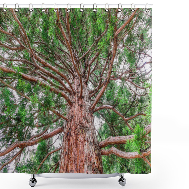 Personality  Old Pine Tree Shower Curtains