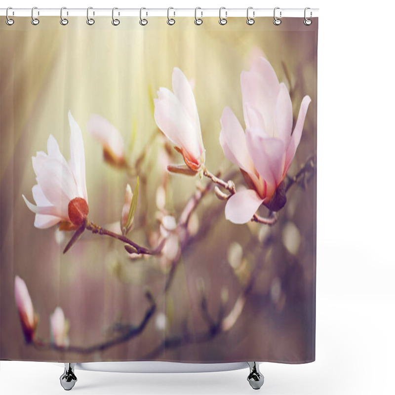 Personality  Close View Of Blooming Magnolia Branches In Sunbeams Shower Curtains