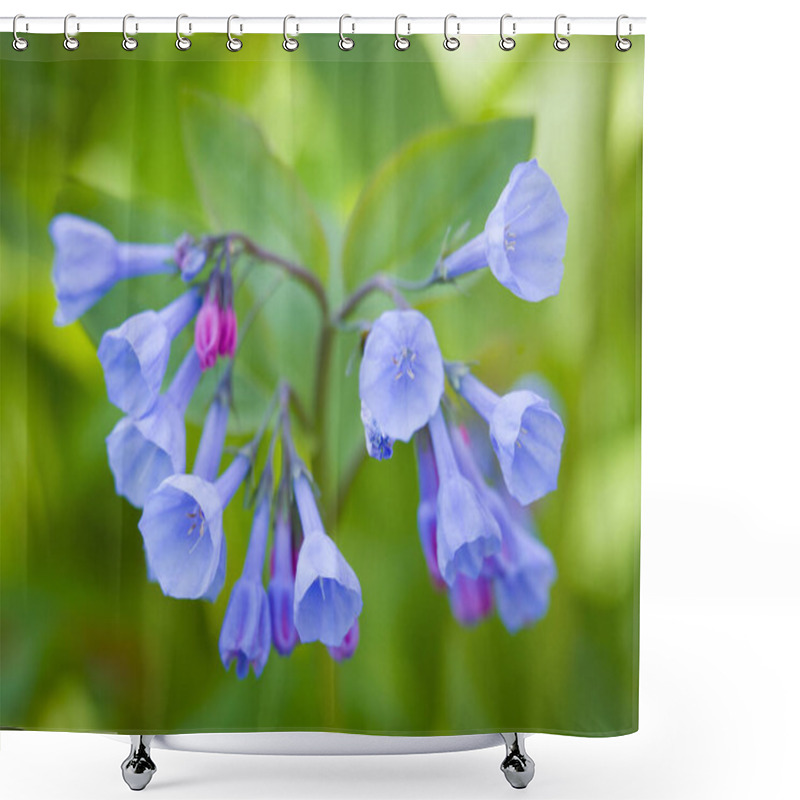 Personality  Fresh Wild Bluebells In A Forest In The Spring As The Blooms Start To Blossom Shower Curtains