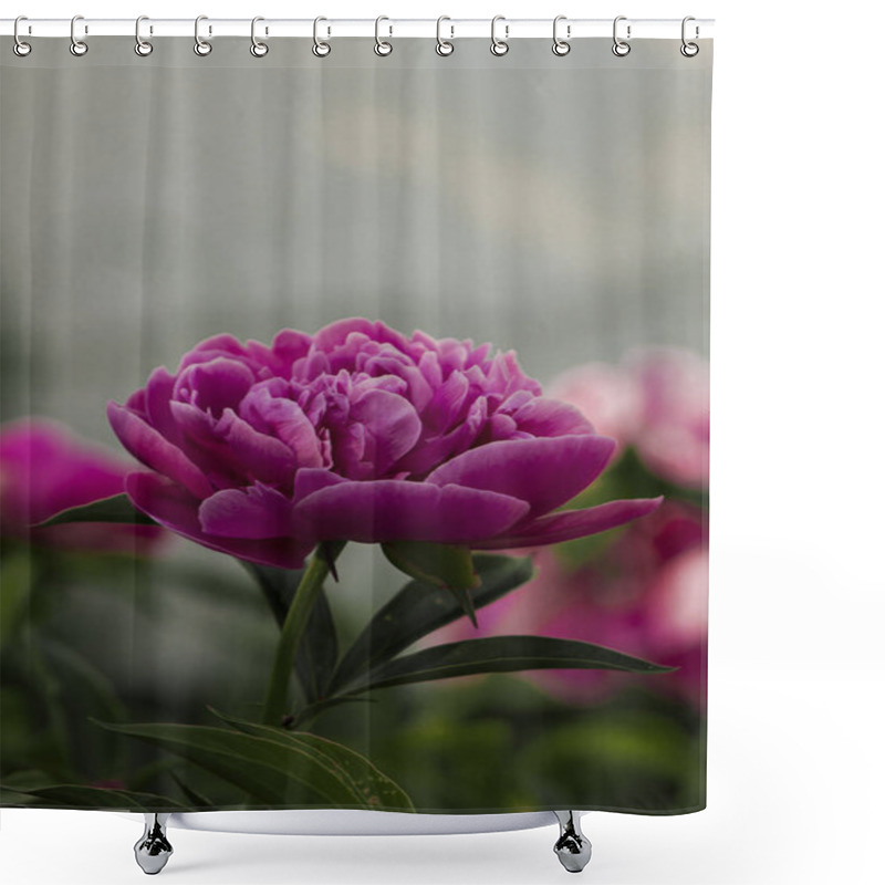 Personality  A Stunning Close-up Of A Pink Peony Flower In Full Bloom, Showcasing Its Soft Petals And Intricate Details. A Perfect Symbol Of Elegance And Natural Beauty. Shower Curtains