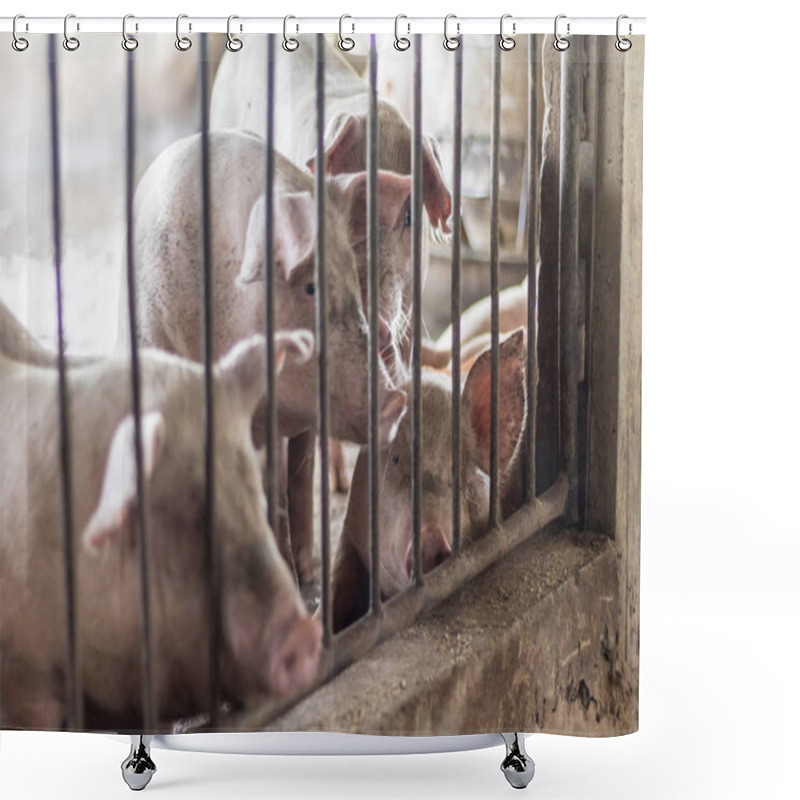 Personality  A Pig Shower Curtains