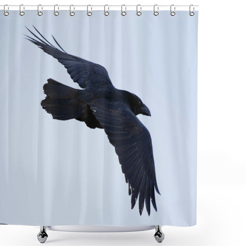 Personality  The Raven Of Iceland And Faeroe Islands Is A Sub Species Of The Common Raven Shower Curtains