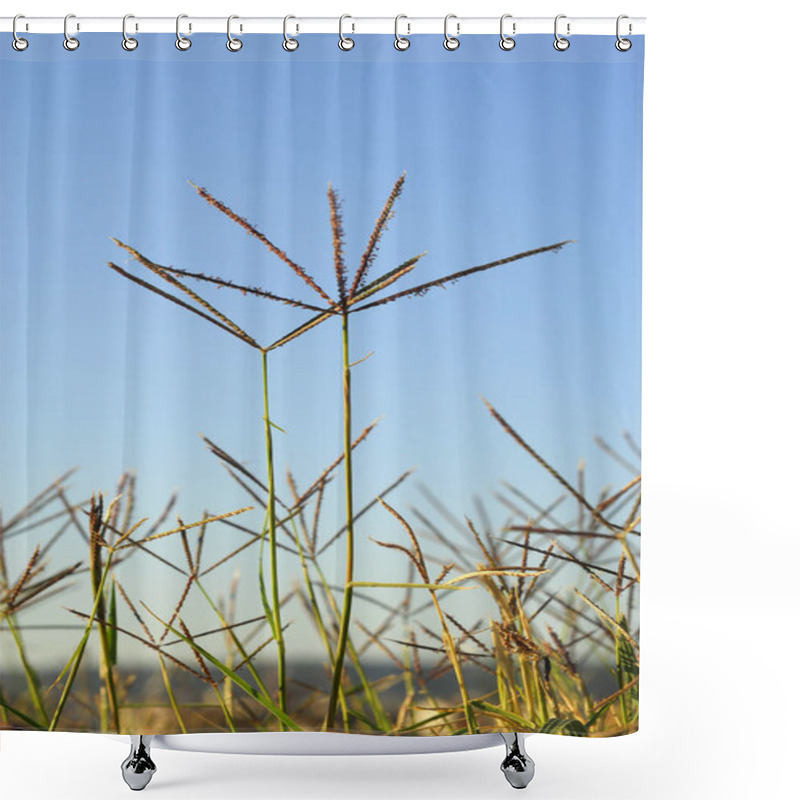 Personality  Cynodon Dactylon, Grama, Allergens Plants Shower Curtains