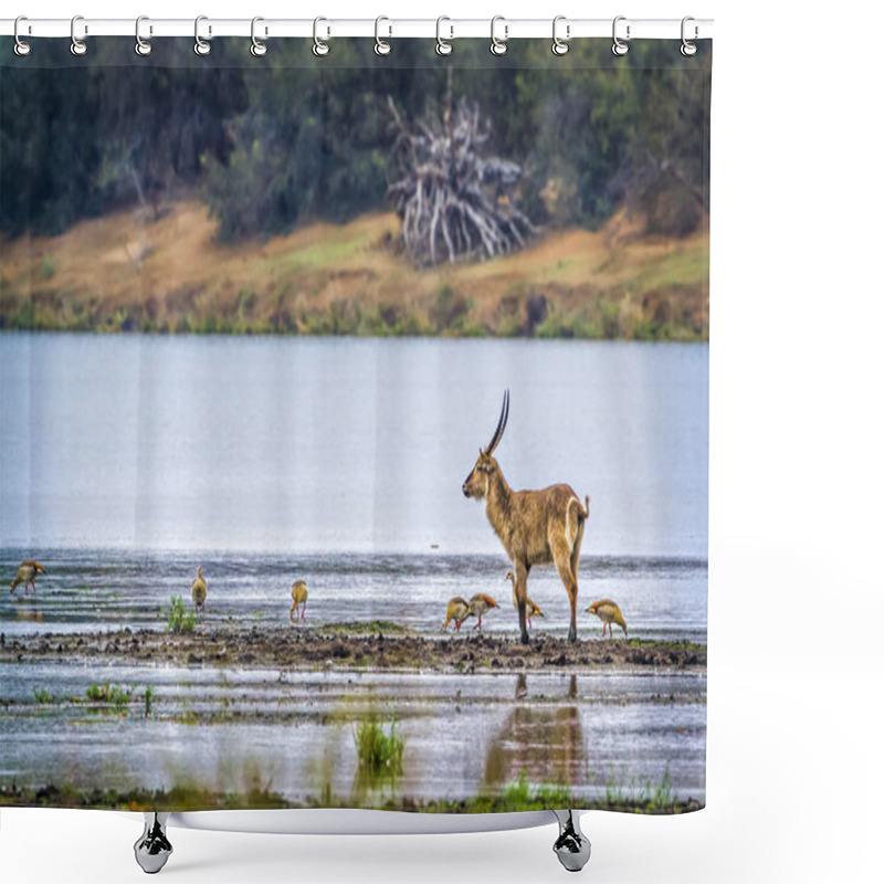 Personality  Common Waterbuck In Kruger National Park, South Africa Shower Curtains