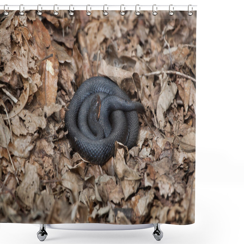 Personality  European Viper (Vipera Berus). Shower Curtains