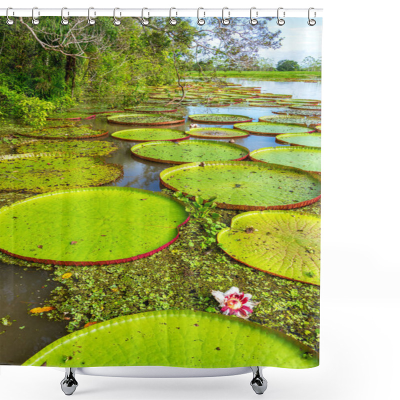 Personality  Victoria Amazonica Plants Shower Curtains