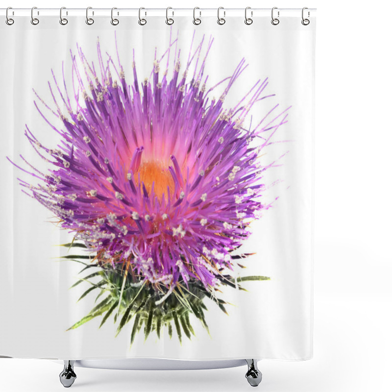 Personality  Milk Thistle On The White Background Shower Curtains