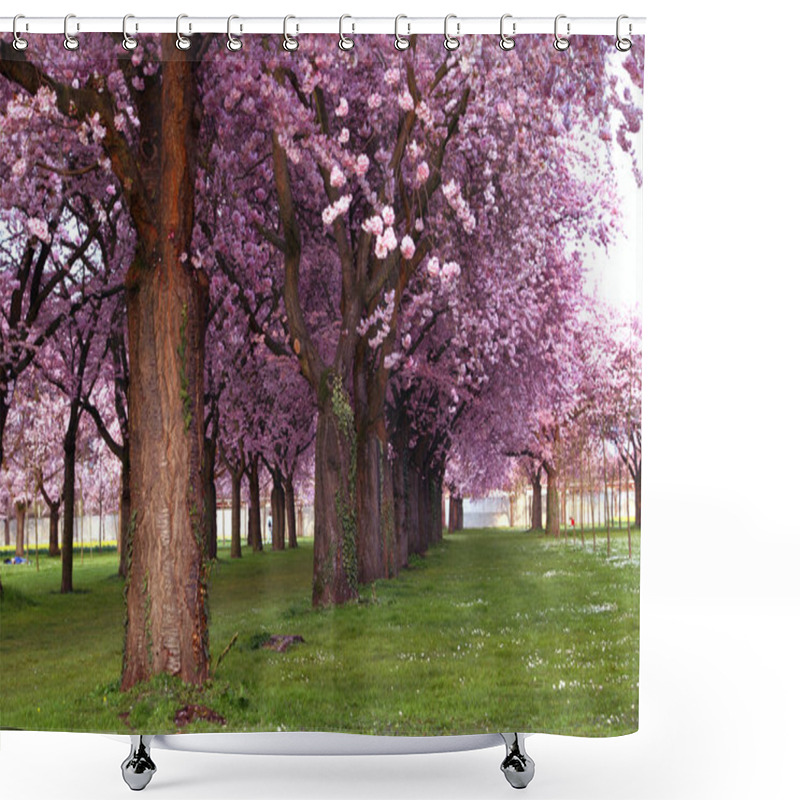 Personality  Spring Cherry Tree Flowers Bloom Shower Curtains