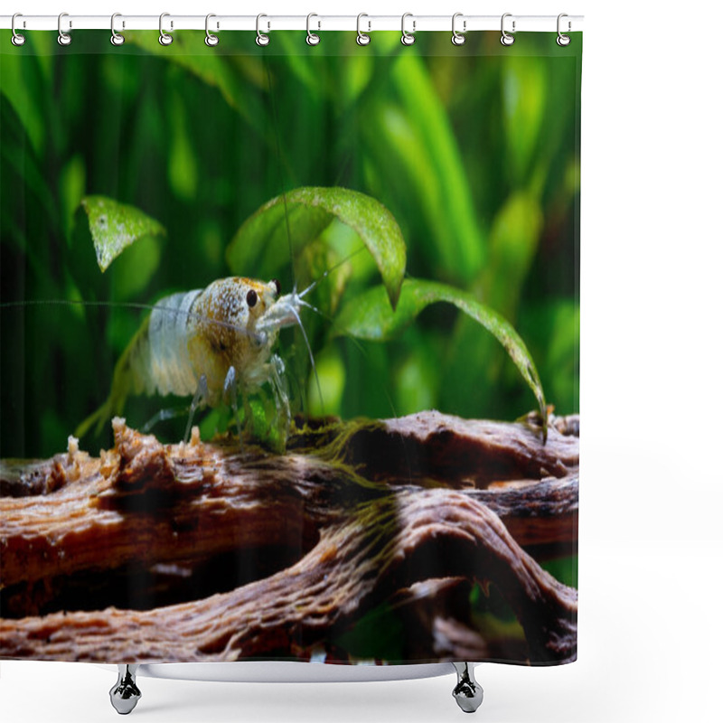 Personality  Blue Bolt Dwarf Shrimp Stay On Timber Decorative And Under Leaves Of Aquatic Plant In Fresh Water Aquarium Tank. Shower Curtains