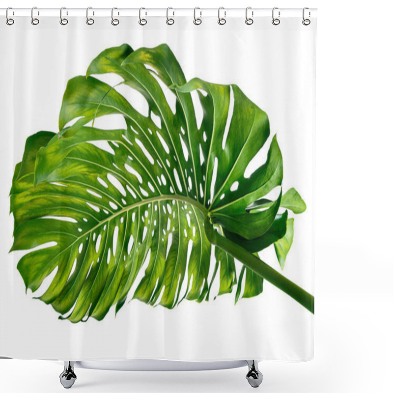 Personality  Monstera Deliciosa Leaf Or Swiss Cheese Plant, Isolated On White Background, With Clipping Path Shower Curtains