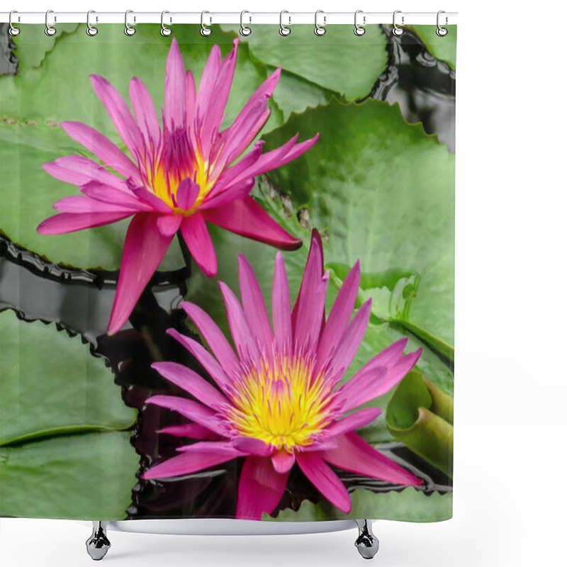 Personality  Pink And Yellow Waterlily Flowers (Nymphaea) Amongst Green Lily Pads Shower Curtains