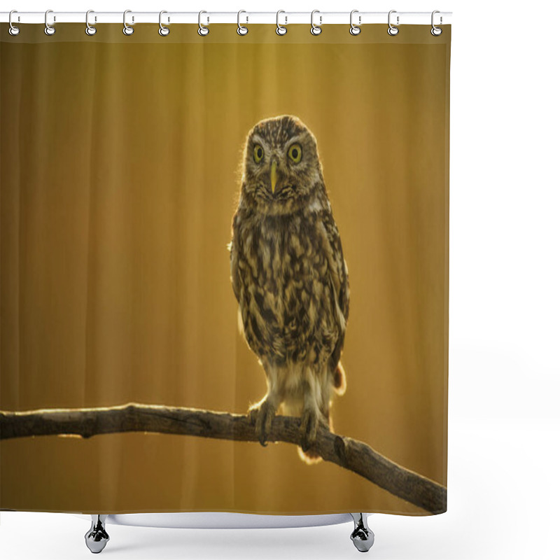 Personality  Little Owl - Athene Noctua, Small Beautiful Owl From European Forest Sitting On The Branch In Nice Evening Golden Light With Clear Background. Shower Curtains