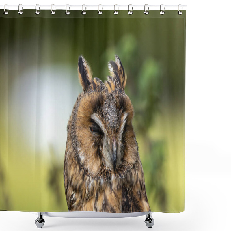 Personality  The Long-eared Owl, Asio Otus, Preys On Small Mammals And Birds. Shower Curtains