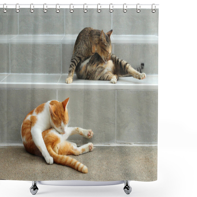 Personality  Portrait Of Two Cats Licking Its Fur. Shower Curtains