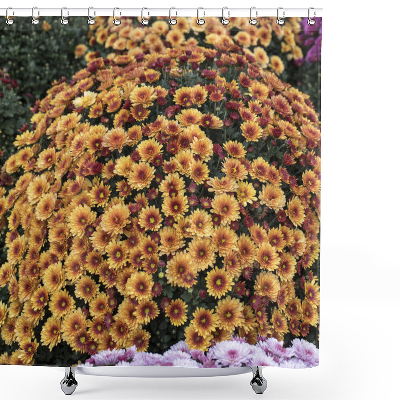 Personality  White, Pink, Red Or Yellow Chrysanthemum Plants In Flower Shop. Bushes Of Burgundy Chrysanthemums Garden Or Park Outdoor. Chrysanthemum Flower With Leaves Pattern Colorful Floral Background As Card Shower Curtains