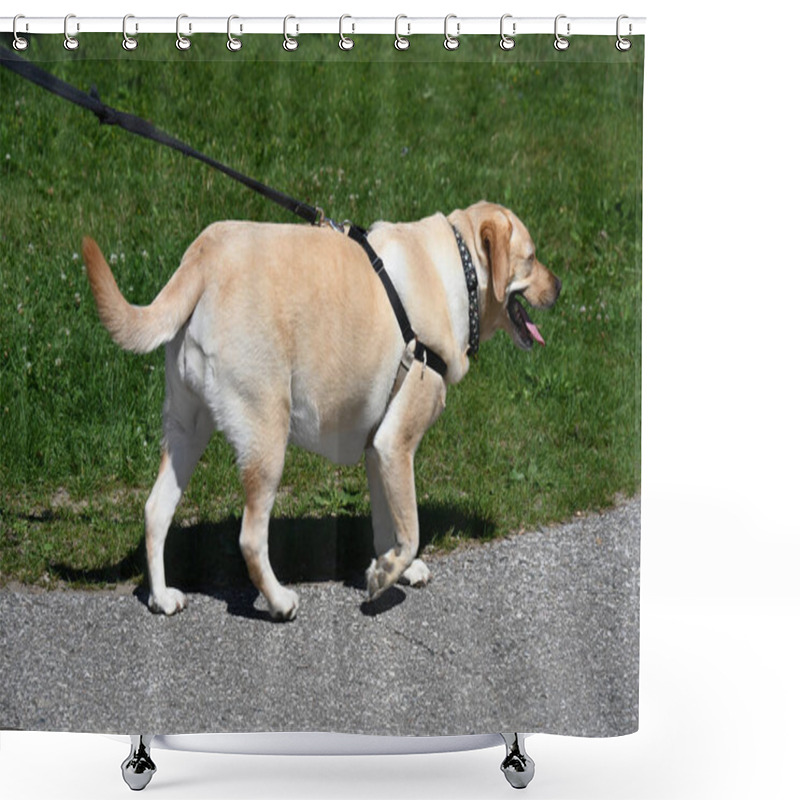 Personality  Dog Walking In The Park Shower Curtains