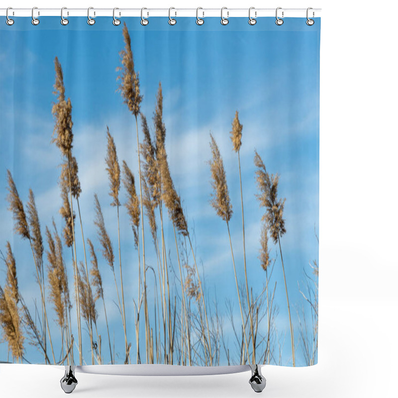 Personality  Close-up Dry Reeds Sway On The River Bank Against The Blue Sky. Inflorescences And Stalks Cane Blowing In The Wind. View On Brown Bulrush In The Swamp. Nature Outdoors Plants Growing. Shower Curtains