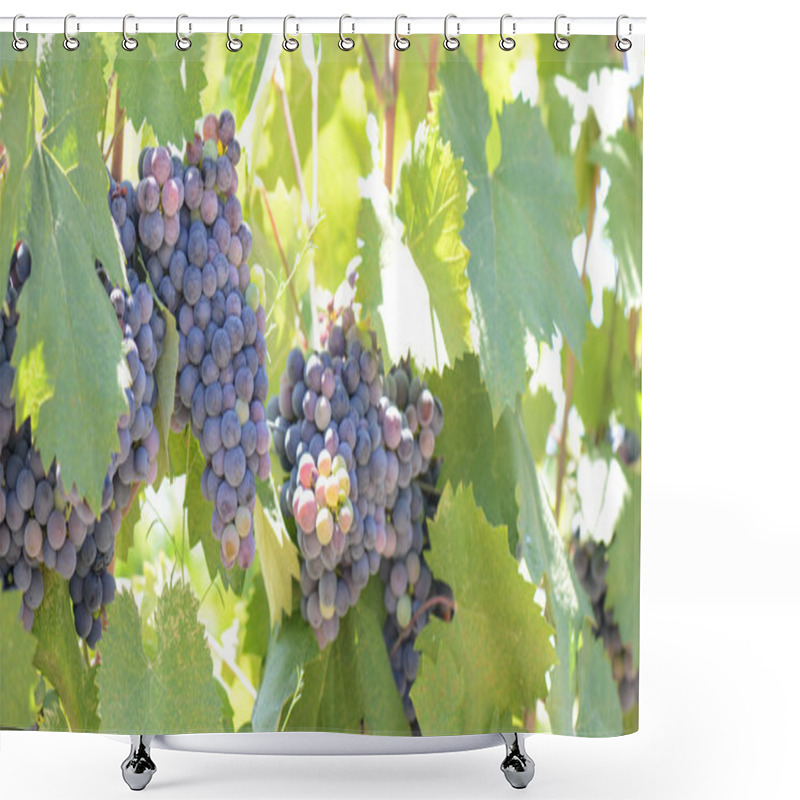 Personality  Red Grapes On The Vine Shower Curtains