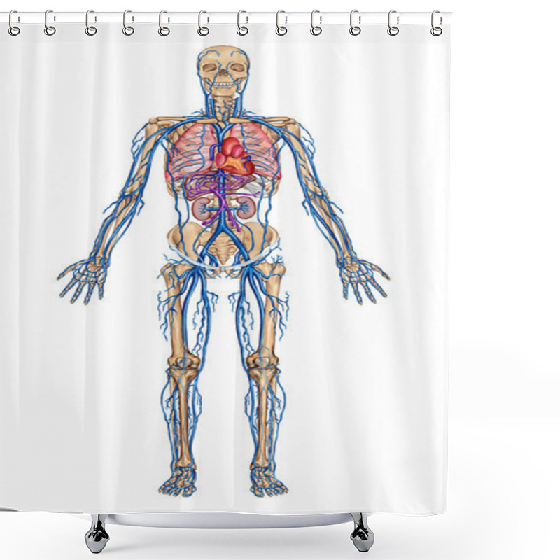 Personality  Human Bloodstream - Didactic Board Of Anatomy Of Blood System Of Human Circulation Sanguine, Cardiovascular, Vascular And Venous System Shower Curtains