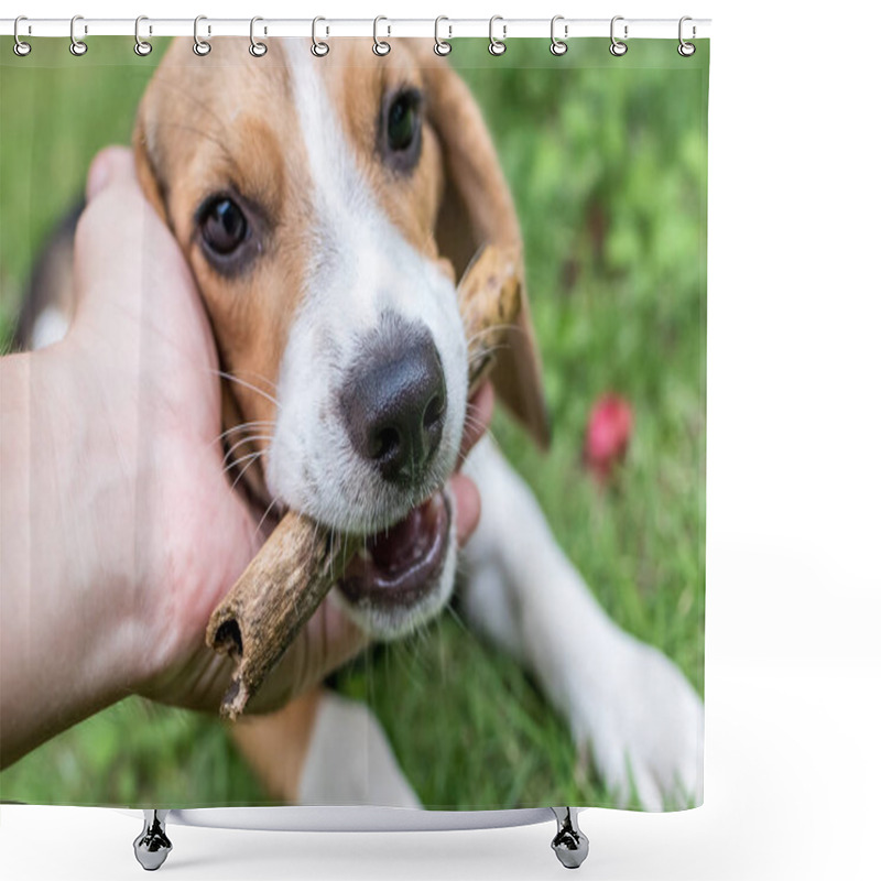 Personality  Cute Puppy Beagle Dog On A Natural Green Background. Tropical Island Bali, Indonesia. Shower Curtains