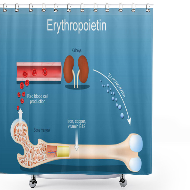 Personality  Erythropoietin. Bone Marrow Stimulation For Red Blood Cell Production. Glycoprotein Cytokine Secreted By The Kidney In Response To Cellular Hypoxia That Stimulates Red Blood Cell Production. Erythropoiesis In The Bone Marrow. Hematopoiesis And Kidney Shower Curtains