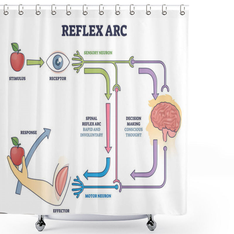 Personality  Reflex ARC Sensory Neuron Pathway From Stimulus To Response Outline Diagram Shower Curtains