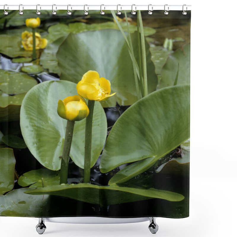 Personality  Teichrose, Nuphar Lutea, Teichrosen, Mummel, Wasserpflanzen Shower Curtains