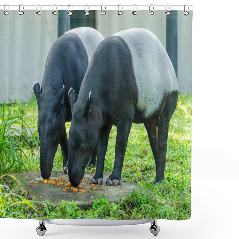 Personality  A Pair Malayan Tapirs (Tapirus Indicus) Also Known As Asian Tapir Having Their Food. Shower Curtains