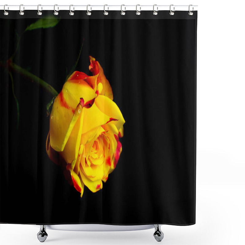 Personality  Delicate Rose With Pink Orange And Yellow Petals Shower Curtains