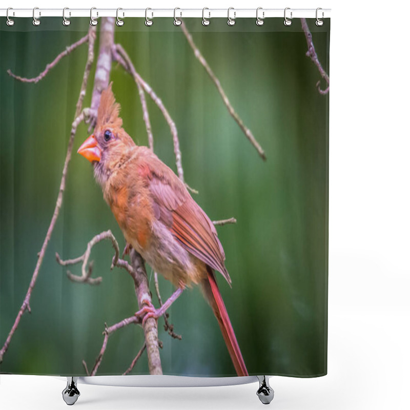 Personality  Cardinal Birds Hanging Out On A Tree Shower Curtains