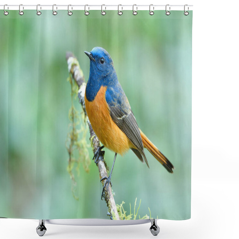 Personality  Pround Bird On Small Stick Over Fine Green Background In Nature, Fascinated Wildlife Shower Curtains