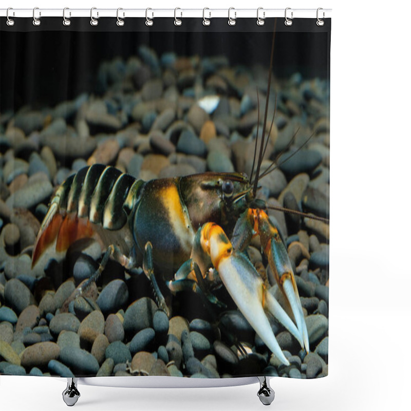 Personality  Crayfish Cherax In The Aquarium Shower Curtains