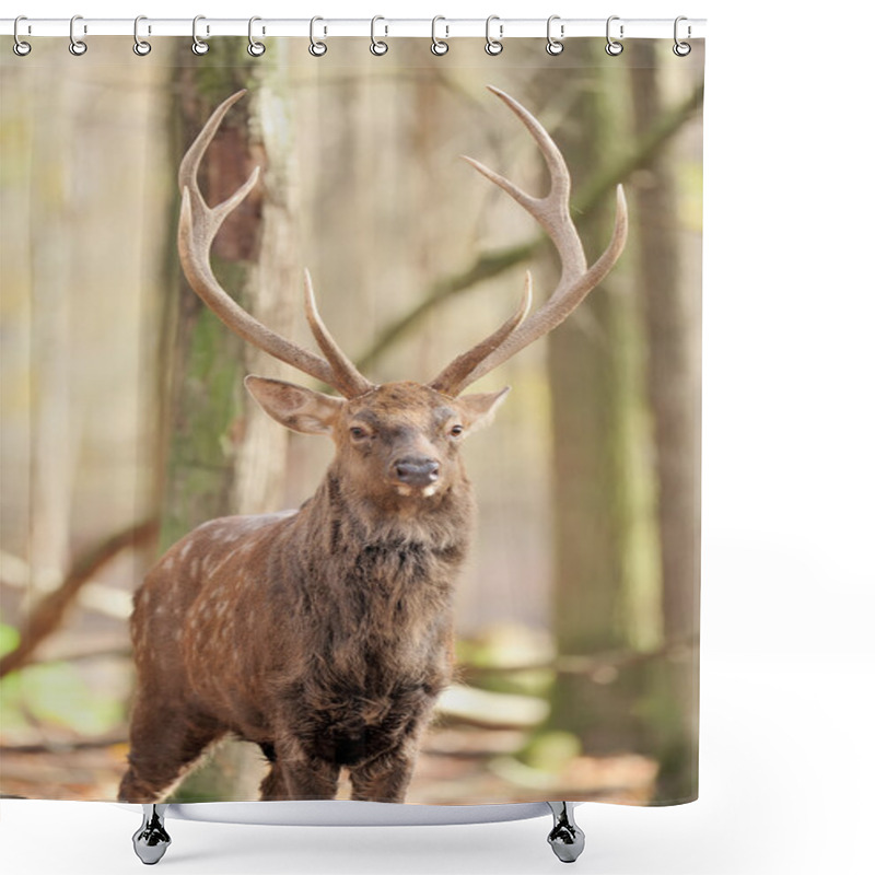 Personality  Deer In Autumn Forest Shower Curtains