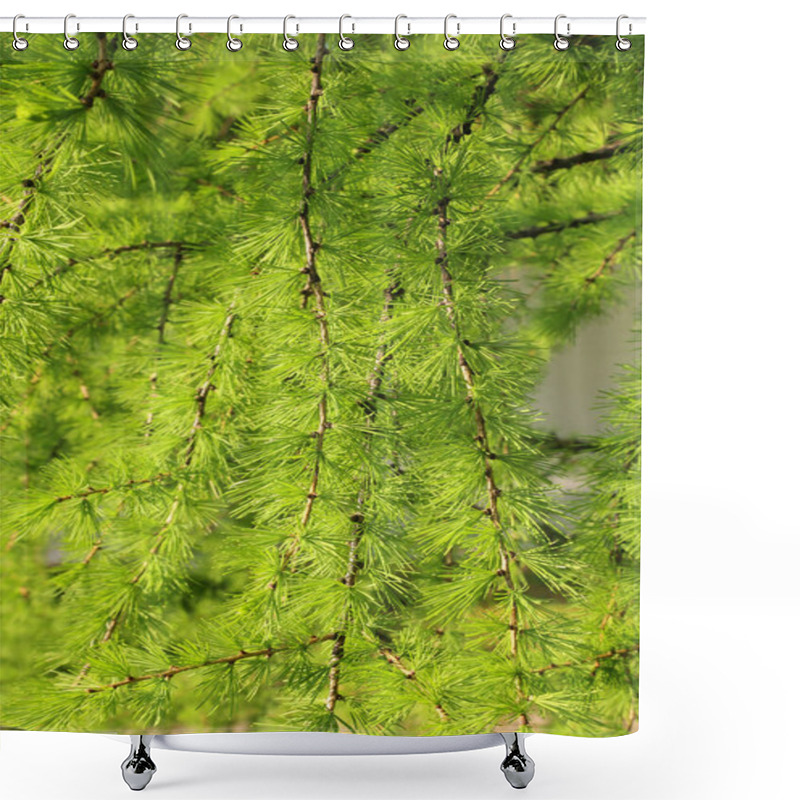 Personality  Green Branch Of Larch With Fresh Leaves Backlit By The Sun, Natural Spring Background Shower Curtains