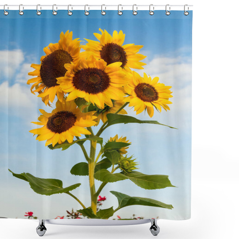 Personality  Sunflower Cluster Shower Curtains