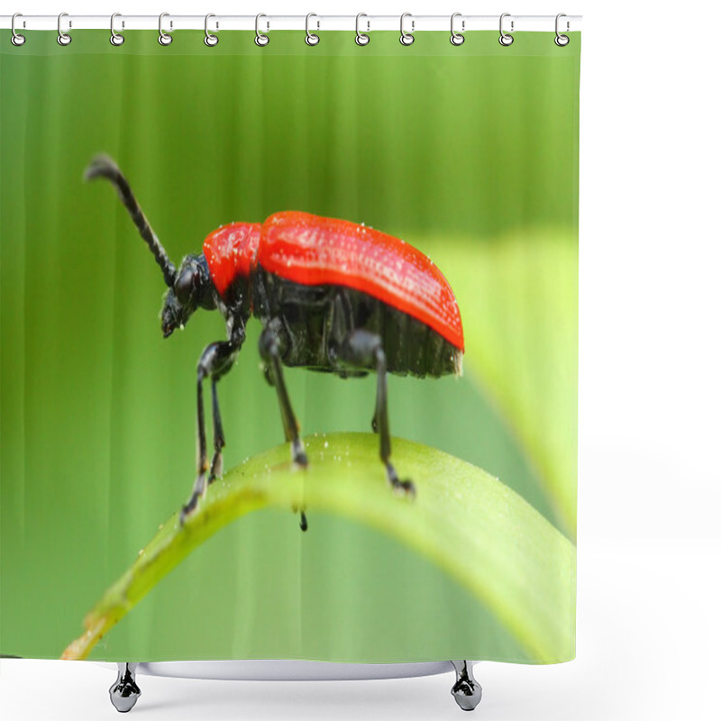 Personality  The Scarlet Lily Beetle Shower Curtains