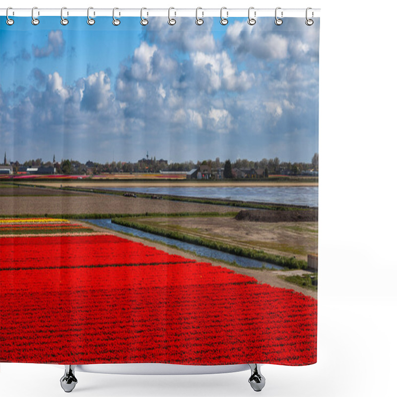 Personality  Tulip Field In Keukenhof Shower Curtains