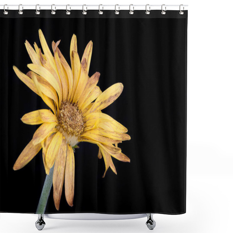 Personality  Yellow Dahlia Withered Flower With Petals Shower Curtains