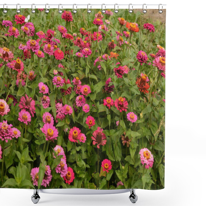 Personality  Common Zinnia Or Elegant Zinnia (Zinnia Elegans) In Garden. Shower Curtains