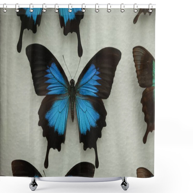 Personality  Beautiful Papilio Ulysses Telegonus Butterfly On White Background Shower Curtains