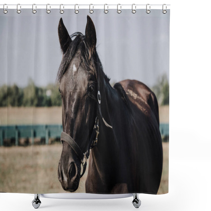 Personality  Close Up View Of Black Beautiful Horse Grazing On Meadow In Countryside Shower Curtains