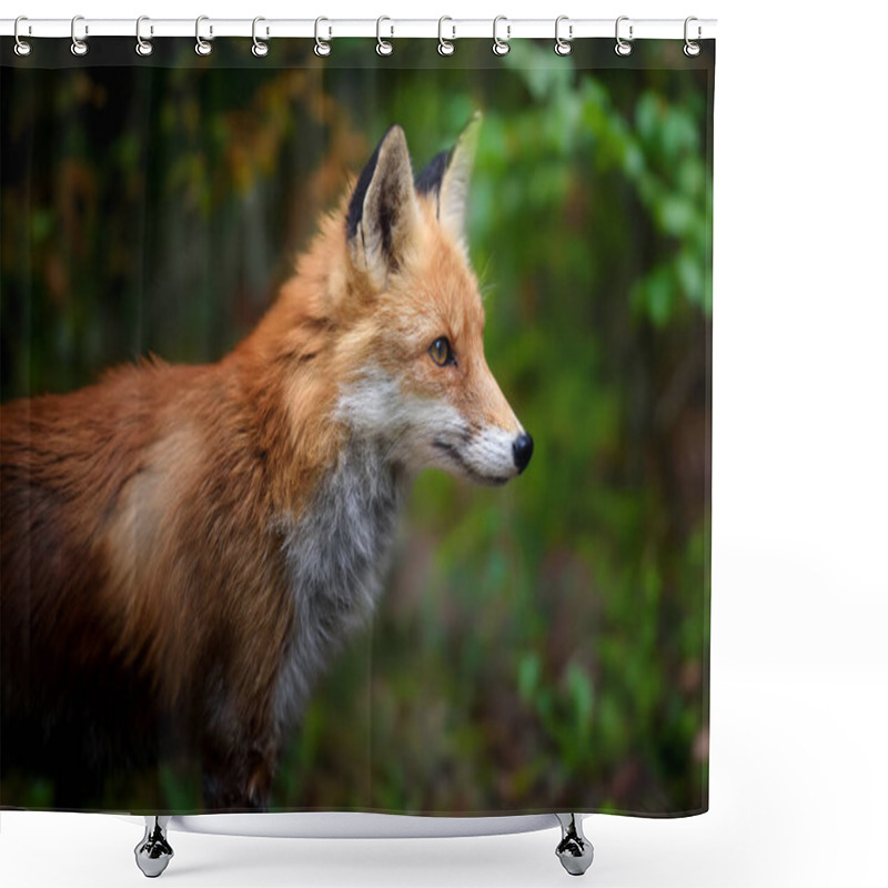 Personality  Red Fox, Vulpes Vulpes In Forest. Wild Animal In Natural Environment. Wildlife Scene From Nature Shower Curtains