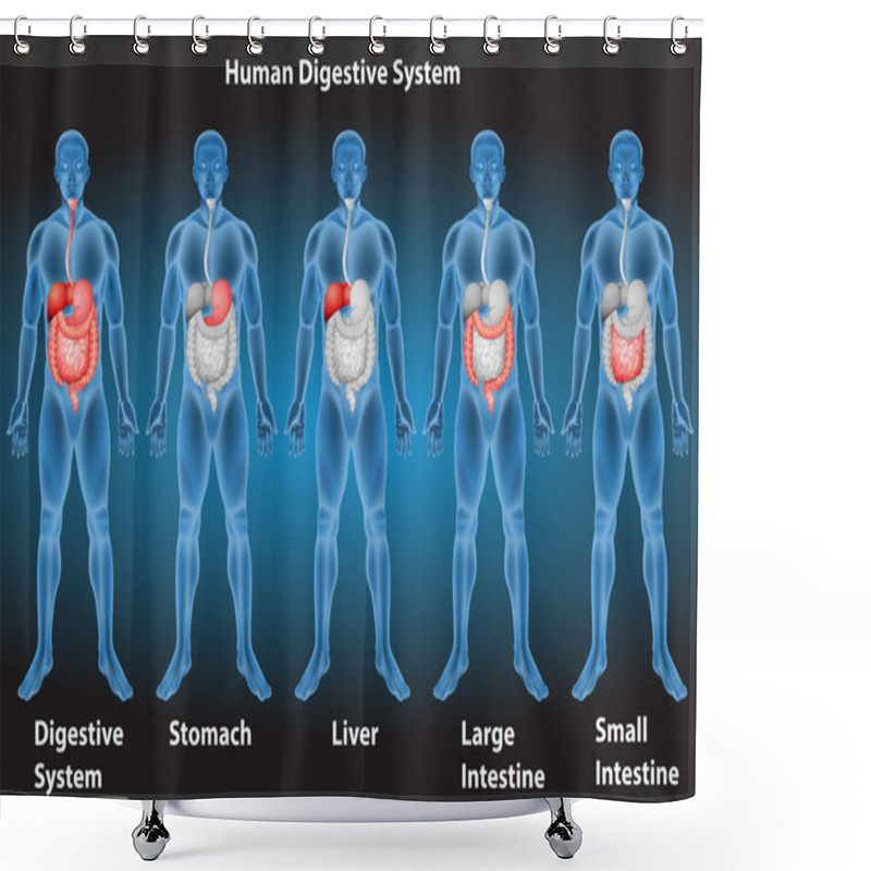 Personality  Digestive System Shower Curtains