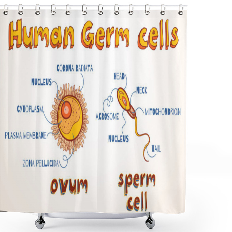 Personality  Vector Illustration Of Ovum And Sperm Cell Shower Curtains