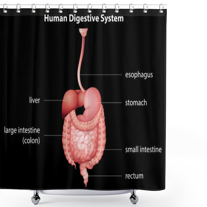 Personality  Human Digestive System Shower Curtains