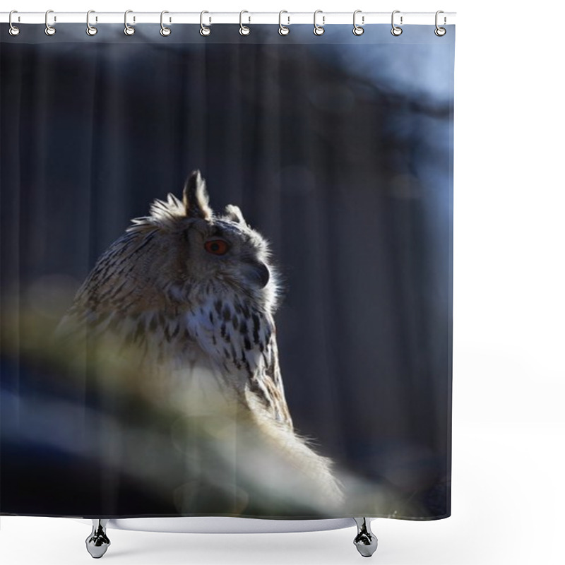 Personality  Portrait Of Eastern Siberian Eagle Ow Shower Curtains