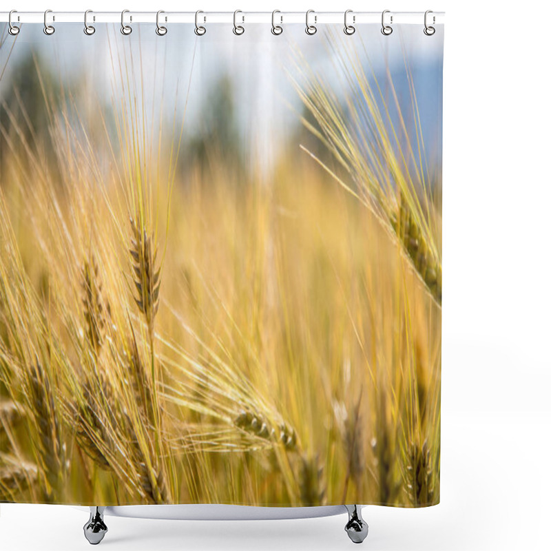 Personality  Agriculture Field: Ripe Ears Of Wheat, Harvest Shower Curtains