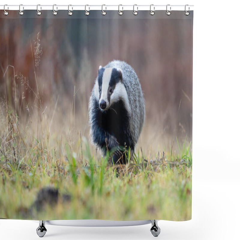 Personality  Running Badger On Green Grass From The Front View. Closeup Detail To Wild Animal. Meles Meles. Shower Curtains