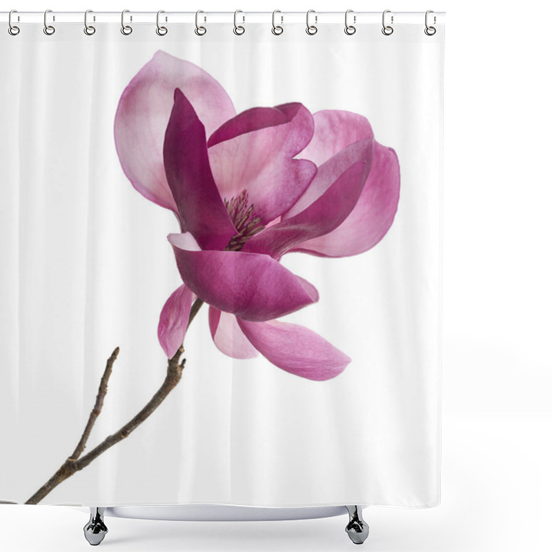 Personality  Purple Magnolia Flower, Magnolia Felix Isolated On White Background, With Clipping Path                                 Shower Curtains