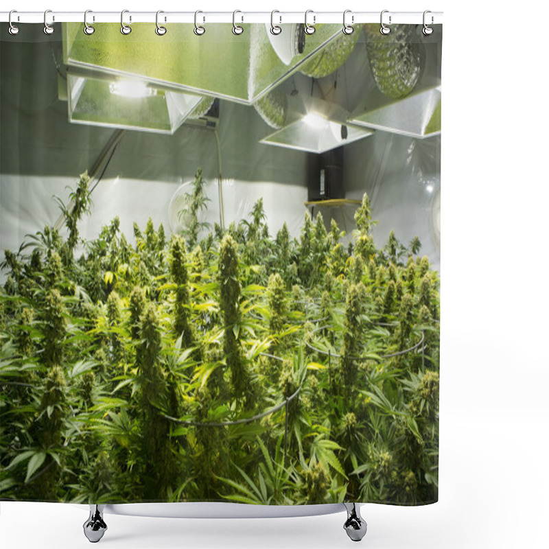 Personality  Marijuana Flower Buds.  Shower Curtains